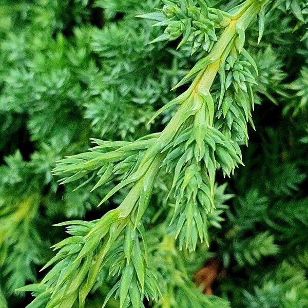 Juniperus chinensis Blad