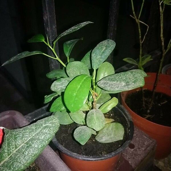 Ficus microcarpa Leaf