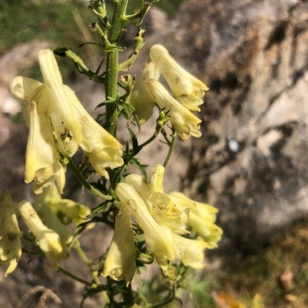 Aconitum vulparia Floro