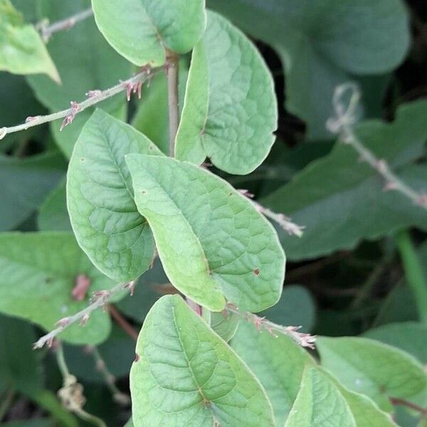 Antigonon leptopus 葉