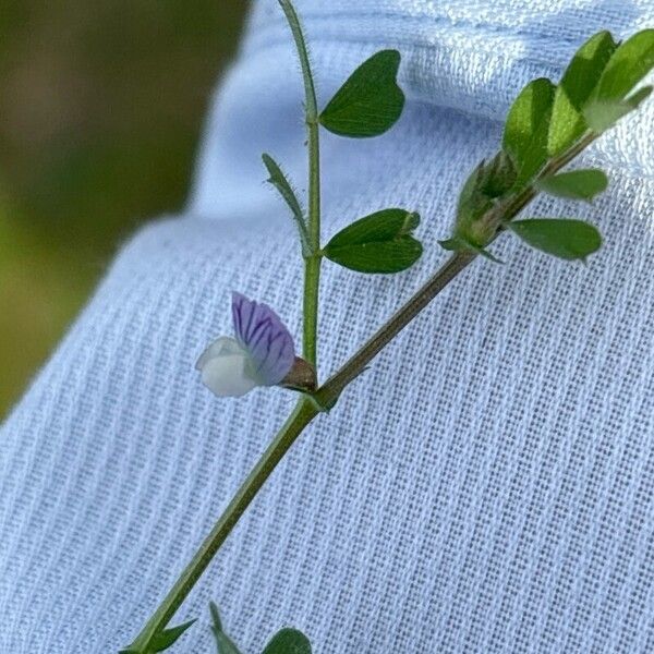 Vicia lathyroides Flower