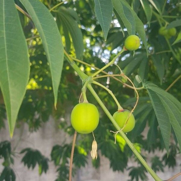 Manihot esculenta Fruto