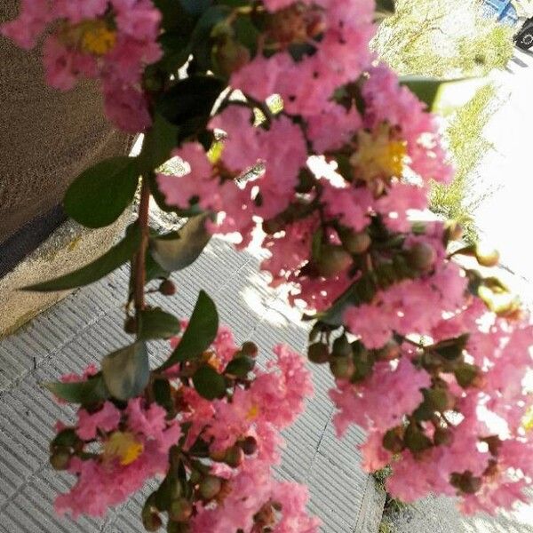 Lagerstroemia indica Flor