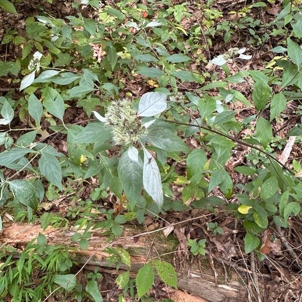 Pycnanthemum incanum Flor