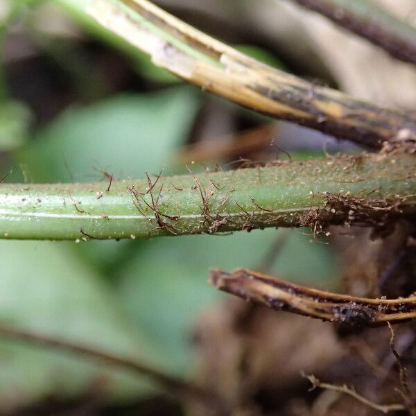 Pteris hamulosa Liść