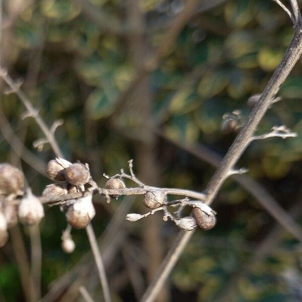 Vitex agnus-castus Fruit