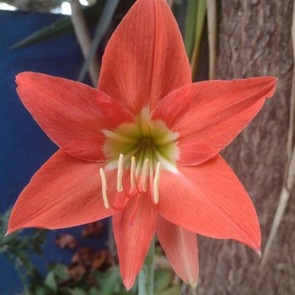 Hippeastrum puniceum Bloem