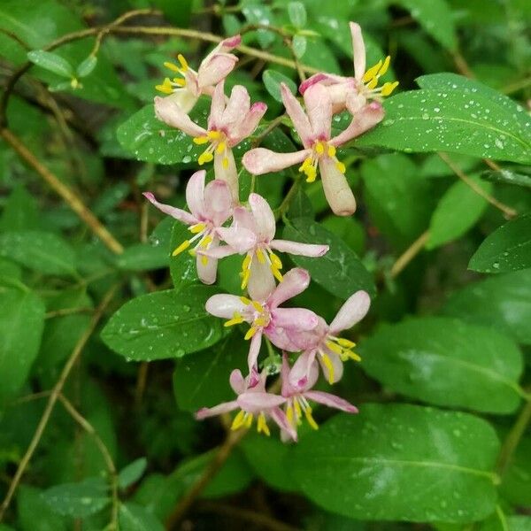 Lonicera tatarica Flors