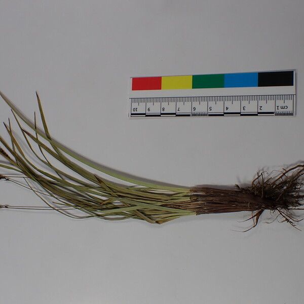 Carex esenbeckii Other