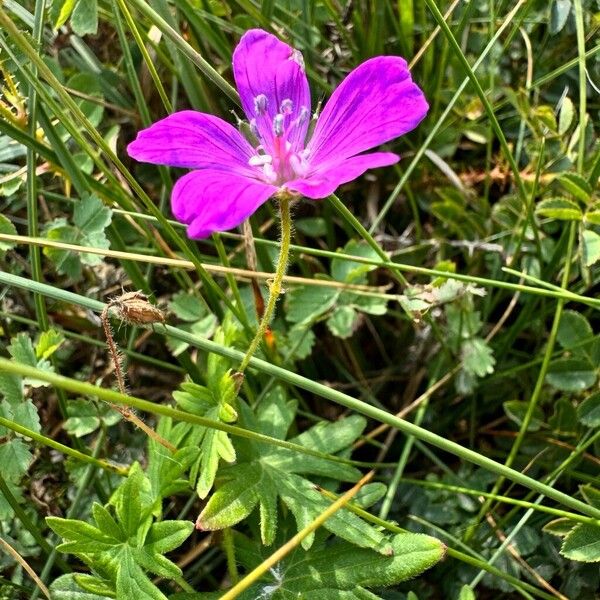 Geranium sanguineum Kwiat