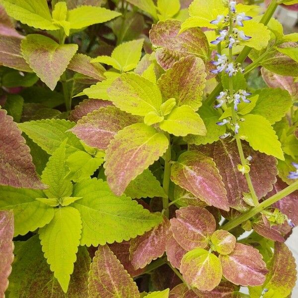 Solenostemon scutellarioides পাতা