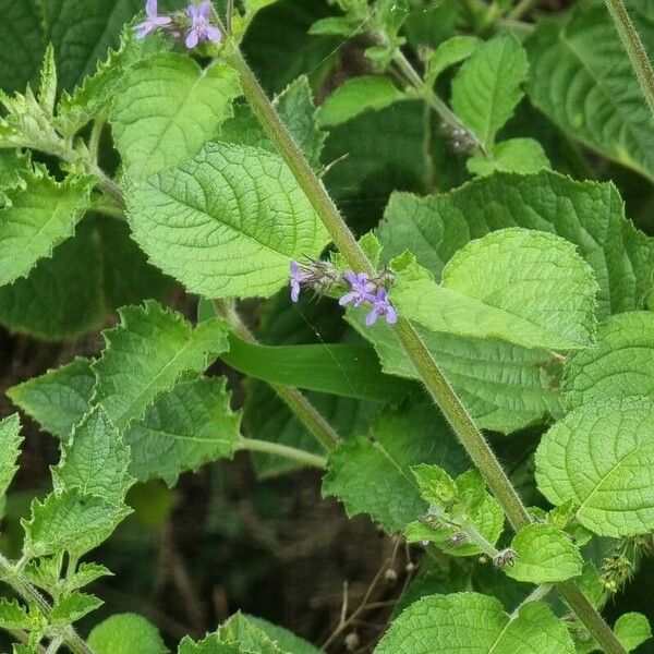 Mesosphaerum suaveolens Flower