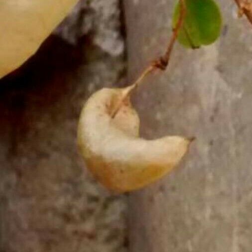 Colutea arborescens Fruit