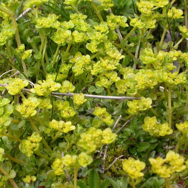 Chrysosplenium nepalense
