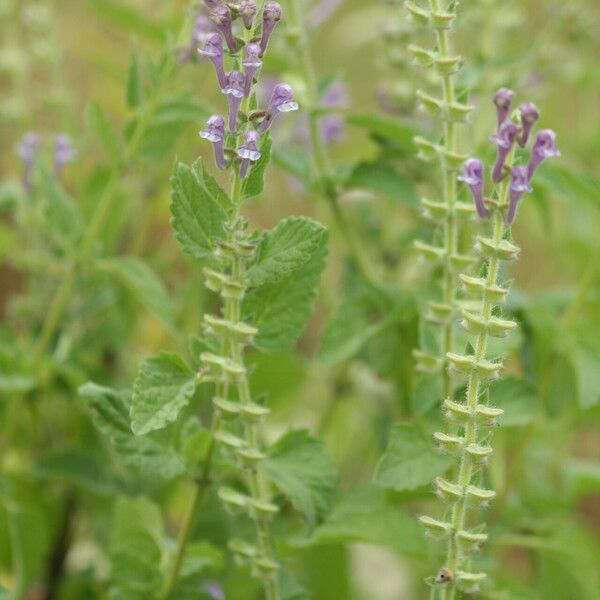 Scutellaria columnae Λουλούδι