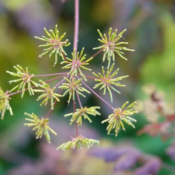 Chaerophyllum temulum Çiçek