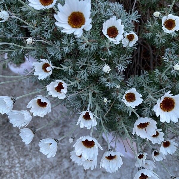 Rhodanthemum hosmariense Flower