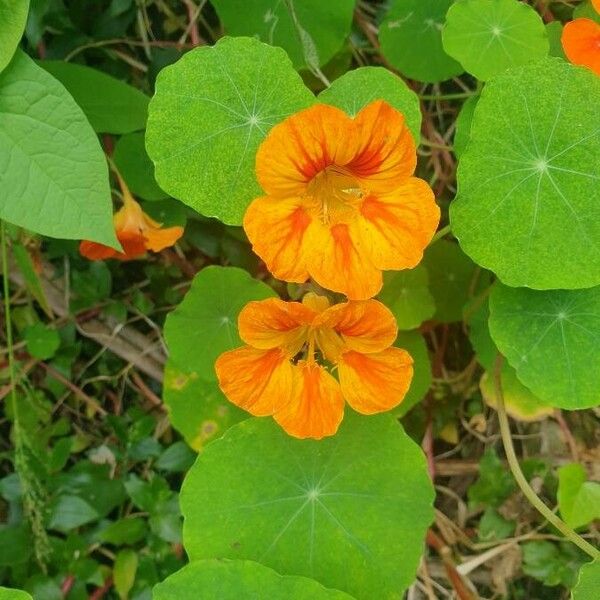 Tropaeolum majus 花