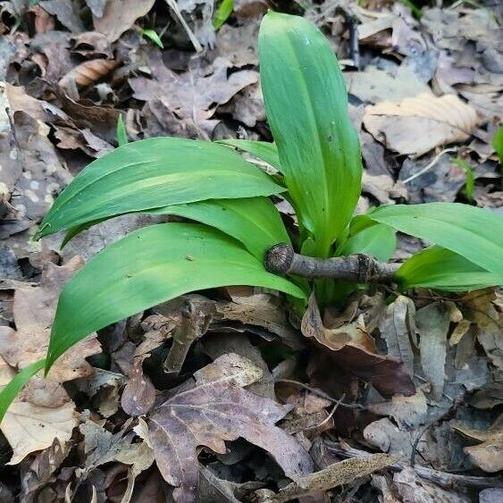 Allium ursinum Folio