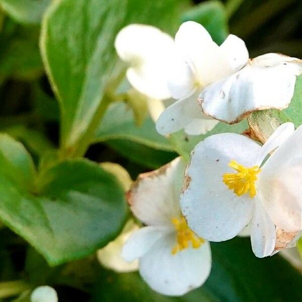 Begonia cucullata Çiçek