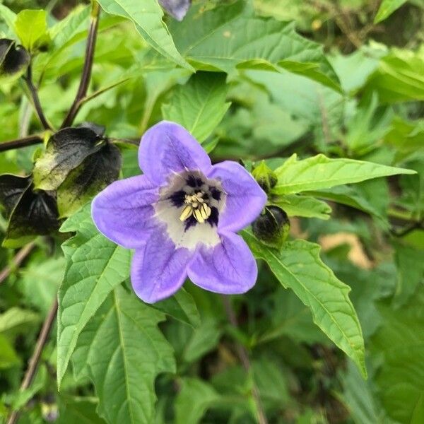 Nicandra physalodes Lapas