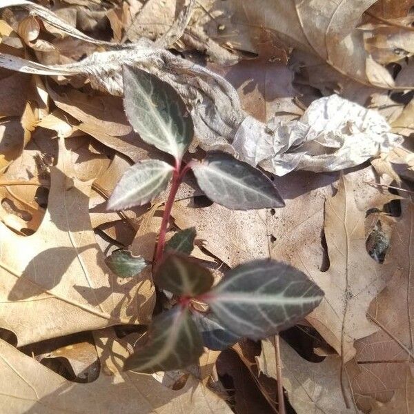 Chimaphila maculata Hoja