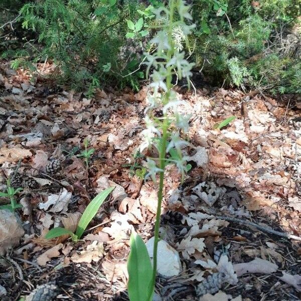 Platanthera bifolia Лист