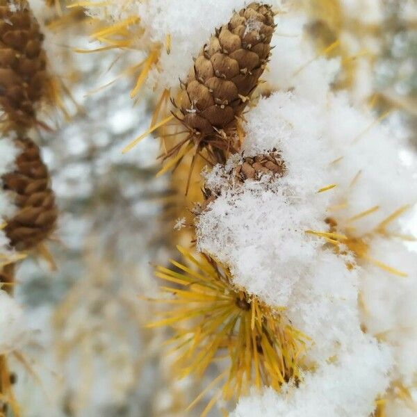 Larix decidua Frugt