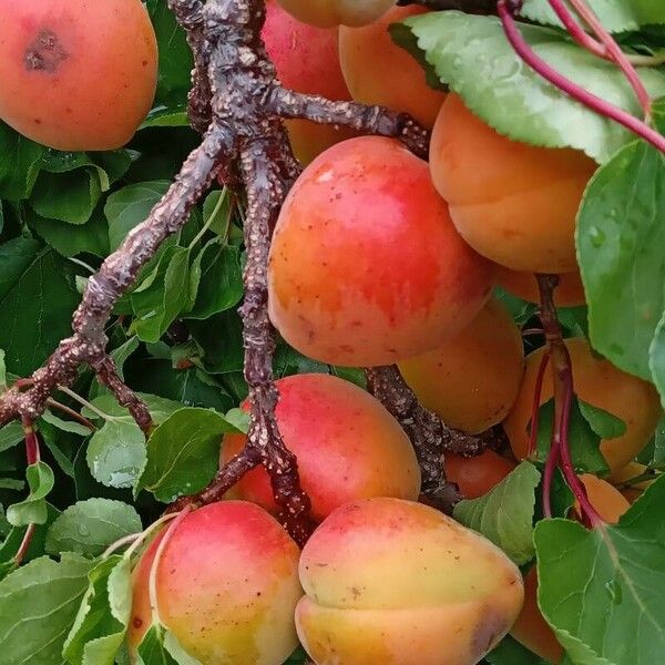 Prunus armeniaca Fruit