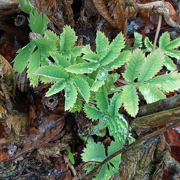 Melianthus major List