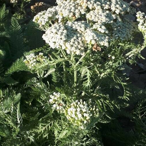 Achillea crithmifolia Flor