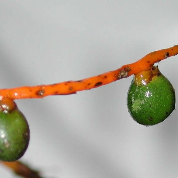 Chamaedorea lucidifrons फल
