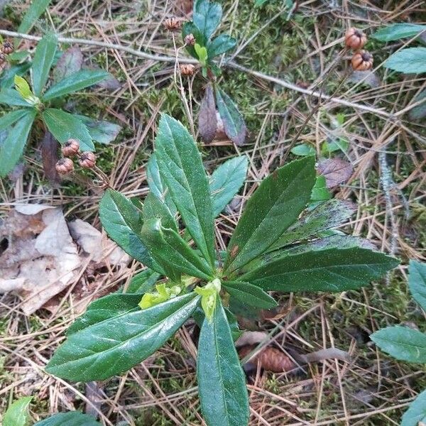 Chimaphila umbellata Φύλλο