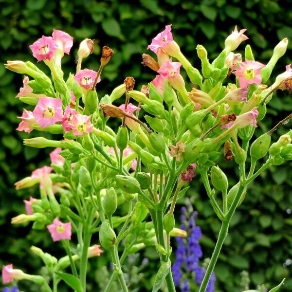 Nicotiana tabacum फूल