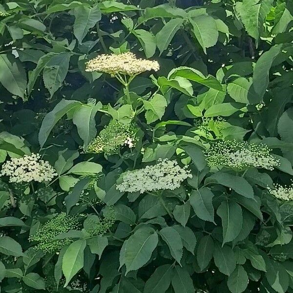 Sambucus nigra Blomma