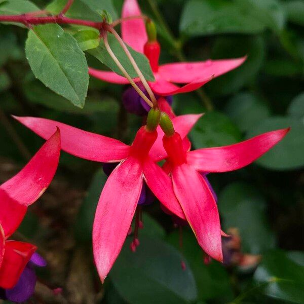 Fuchsia magellanica Flower