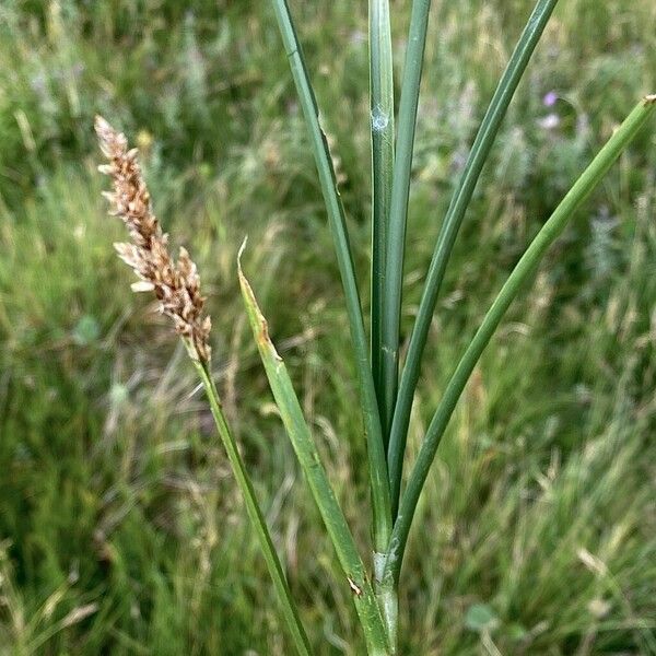 Carex diandra 叶