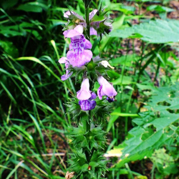 Stachys palustris Flor