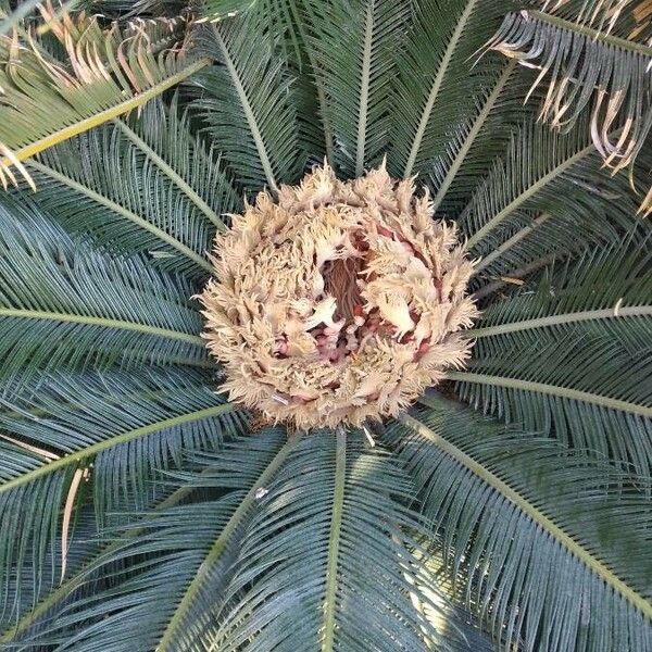 Cycas revoluta Цвят