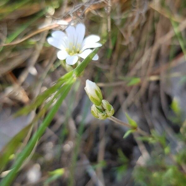 Cerastium arvense Altro