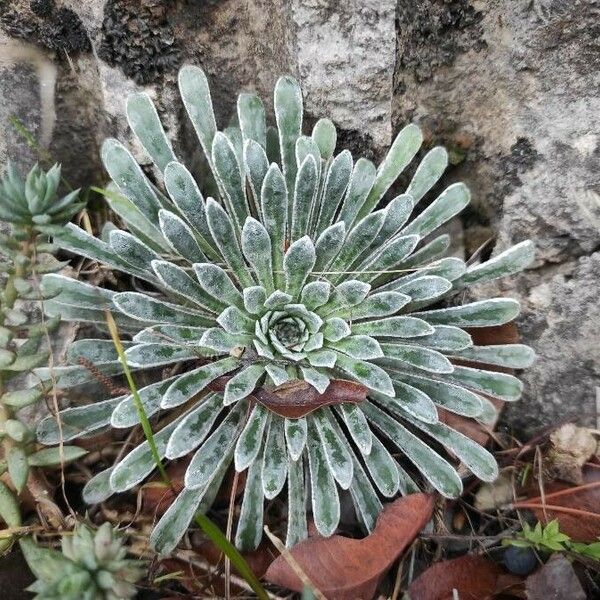 Saxifraga longifolia Leaf