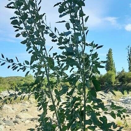 Nicotiana glauca (Tobacco-bush)