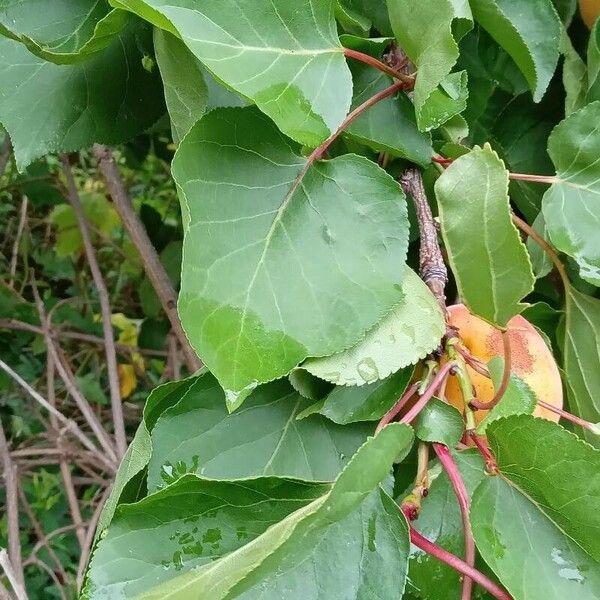 Prunus armeniaca Листок