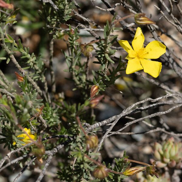 Fumana thymifolia 花