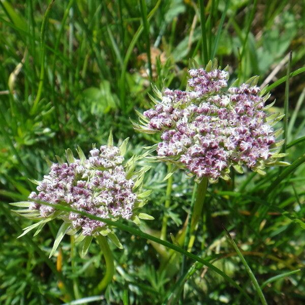 Neogaya simplex Flower