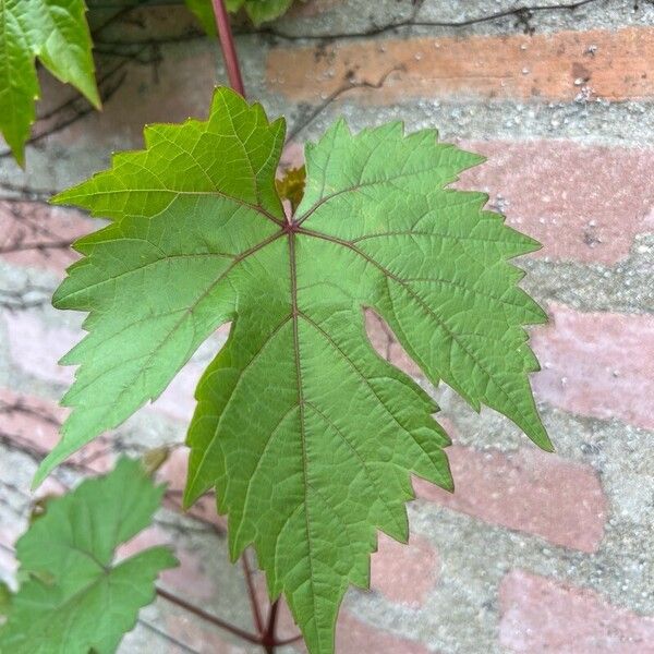 Vitis aestivalis Leaf