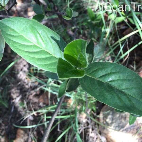 Rothmannia capensis Leaf