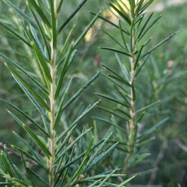 Grevillea rosmarinifolia ഇല