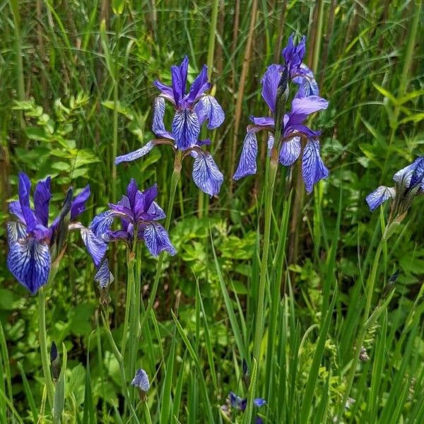 Iris sibirica Квітка