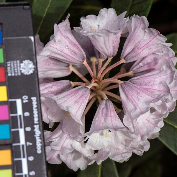 Rhododendron coriaceum Kwiat